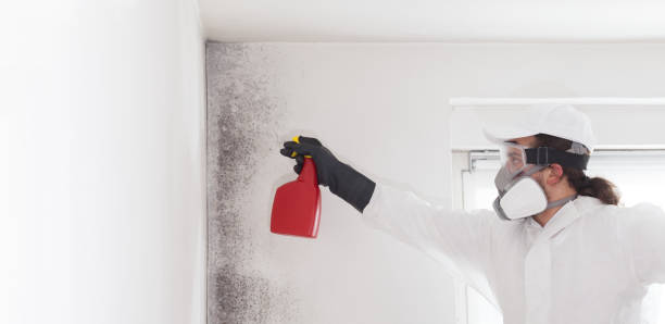 Best Toxic Mold Removal  in Pinardville, NH