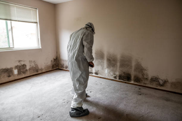 Best Mold Testing  in Pinardville, NH