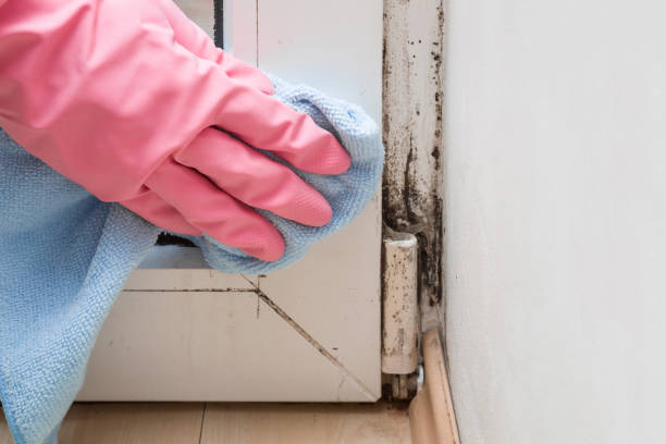 Best Crawl Space Mold Removal  in Pinardville, NH