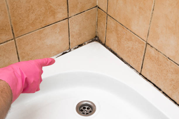 Best Attic Mold Removal  in Pinardville, NH